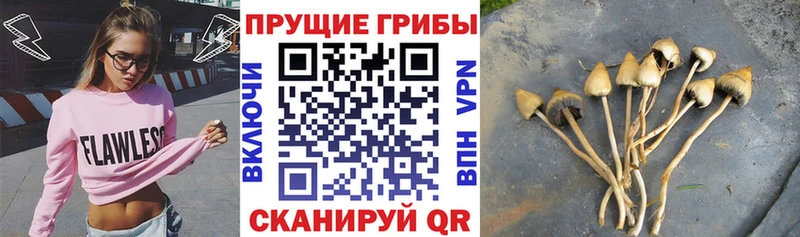 хочу   Северск  Галлюциногенные грибы Psilocybe 